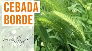 Cebada borde (Hordeum murinum)