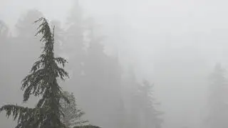 Mountain Moment: Forest Fog