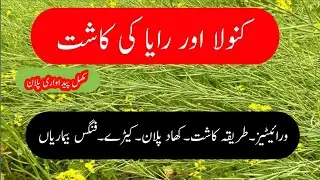 Cultivation of  Raya and canola in pakistan کنولا،رایا،سرسوں کی کاشت
