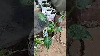 #My plant #view #ogy