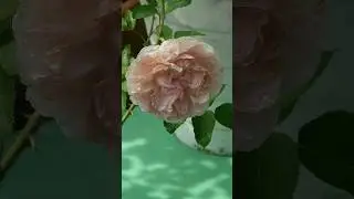 Deadheading Mawar #rose #gardening #tipsandtricks