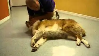 Dog CPR, Cardiopulmonary Resuscitation For Dogs