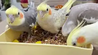 What My Parrots' Eating Habits Reveal (You Won't Believe It!)