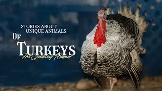 The Truth About Turkeys (They Change Colors!)