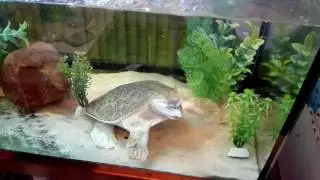 Apalone ferox comiendo. Feeding Apalone Ferox