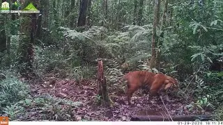 strong Wild Sumatran tiger having a drink