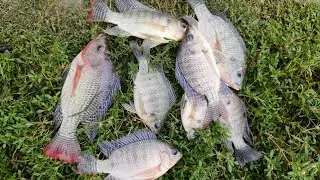 Tilapia Fish | Net Fishing Videos | Fishing Videos | Bong Fishing