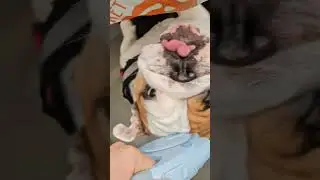 сначала Помидорка расстроен, а потом нет🤧😅 #sad #собака #bulldog #юмор #собаки #прикол #животные