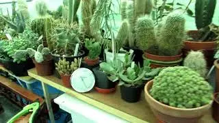 Living with Desert Plants in Ireland and high humidity - Our Challenge