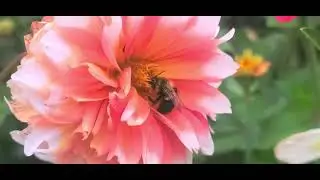 Bee drinking nectar from a beautiful flower