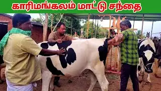 Karimangalam cow market in tamil nadu.