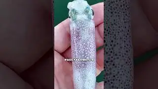 Удивительная кожа кальмара #амитеш #животные #кальмары