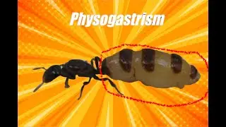 Physogastrism Explained | Short Information Video Presented And Narrated By Ant Co