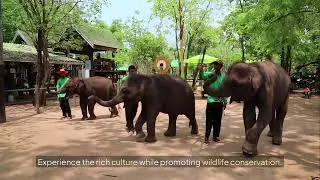 Wildlife Adventures Top Encounters for Nature Love