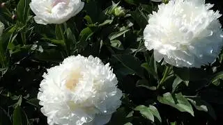 Пион LILLIAN WILD