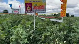 2024-2025 Year Top New Cotton Hybrid..Kaveri Seeds-BUMPER (KCH 172)...Cell-7702001578