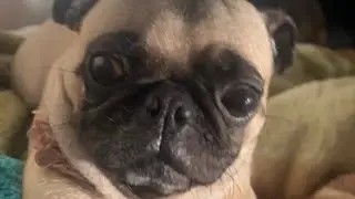 Furry Friend tag :Pug