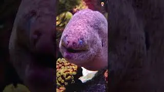 Electric Eels: 600 Volts Shocks