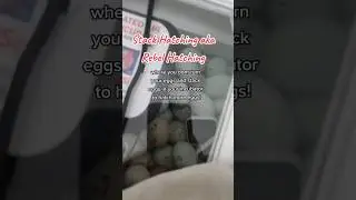 Stack Hatching 101 // Stack Hatchers