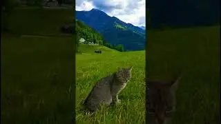 #pakistan #weather #millionaire #viralvideo #plzsupport #youtube #plzsubscribe #shorts #ytshorts