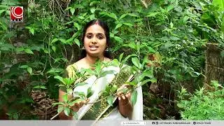 THODIYILE CHEDY | SAPOTTA | CCTV PROGRAMES