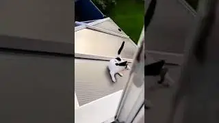 Cat with JamesBond attitude 😂