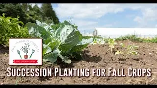 Succession Planting for Fall Crops