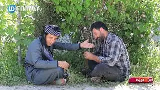 Rasuka l ڕەسوکە lلاتاو - کوێخا