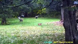 Rhino lid cam review