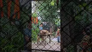 Гигантский тигр. Tiger Park. Паттайя. Таиланд | Giant Tiger. Tiger Park. Thailand