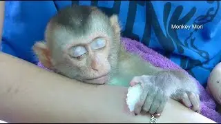 Awesome Pity Baby Monkey Mori Still Keeping Ball Rice In Hand While Sleeping