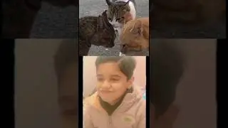Big cats conservation 😂#cats #shorts #petscats #reaction