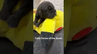 Built Different From Birth 🖤🐾 Cane Corso Puppies