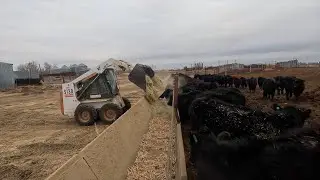 Feeding Freshly Ground Hay!
