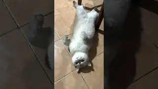 1 วันของ #ปีโป้เดอะแคท เจ้าของช่อง #watchwhychannel  ไม่ทำงานแต่หารเท่า 🤣 #แมว #cat  #catvideos