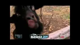 10 minutes of Demonic Goat