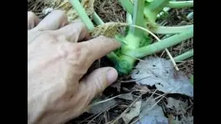 Trichogramma Wasps - Predators