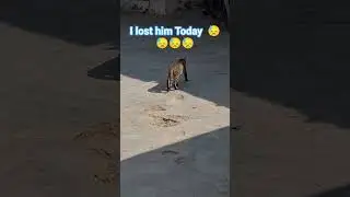 Lost Him #remix #ringtone #music #trending #cat #shortvideo #lifeisbutadream #shorts #shortsfeed