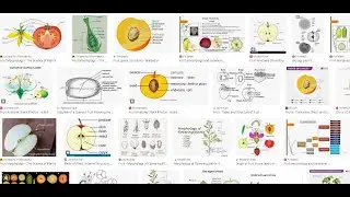 Botany Lab Practical (6) - Introduction to Fruit, Infructescence and Seed General Morphology
