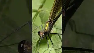 Стрекоза Красотка-Девушка / Beautiful demoiselle