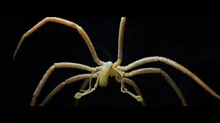 The amazing feature of sea spiders!