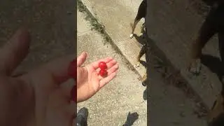 My dog eats cherries