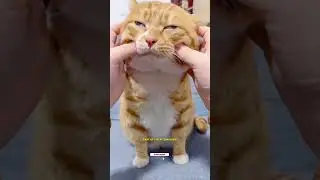 Why Your Cat Kneads You (Science Explained)