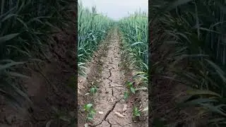 #agriculture #farming #Banu Mukhtar