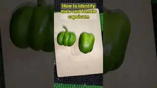 how to identify male and female capsicum #shorts #viral #scienceexperiment