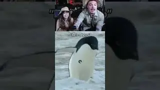 Adapt finds a hero penguin
