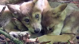 Beyond Their Role as Apex Predators, Wolves are Snuggly