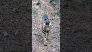 Black Tiger || Rare melanistic Tiger spotted in Odisha #shorts #wildlife #nature  #viral #trending
