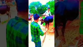 songi music media#S#funny video# short video#viral video# short#bangla
