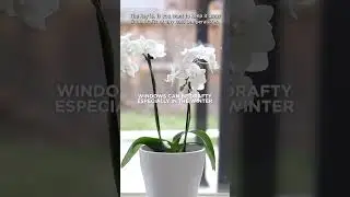 Где поставить орхидею в доме | FRANKIE FLOWERS